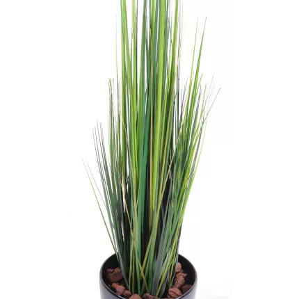 onion grass bambou 90 à 150 cm vu par dessus