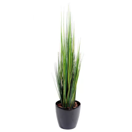 onion grass bambou 120 cm