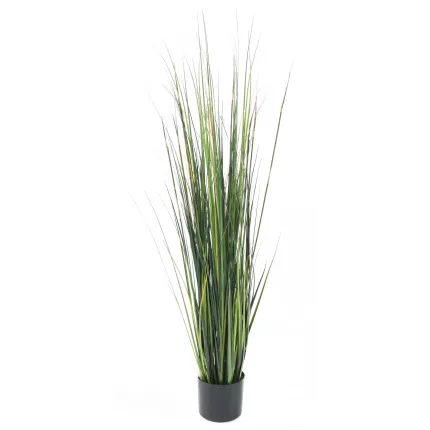 onion grass bambou 150 cm