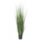 onion grass bambou 90 à 150 cm