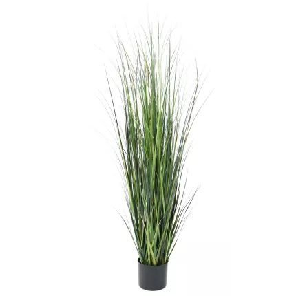 onion grass bambou 150 cm de porfil