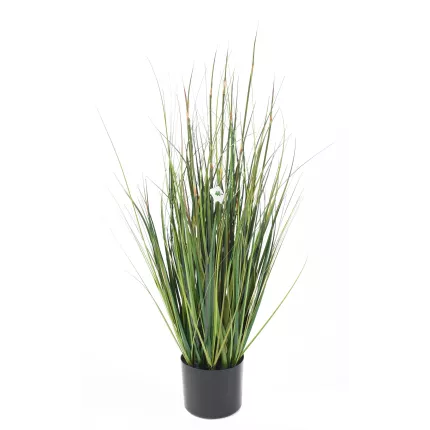 onion grass bambou 90 cm