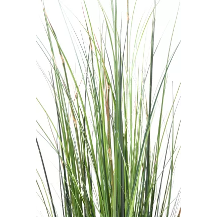 feuilles onion grass bambou 90 à 150 cm