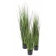 onion grass bambou 90 à 150 cm