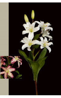 LYS mini artificiel 5 fleurs 63 cm