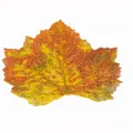 AUTOMNE