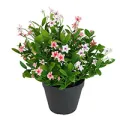 Plantes artificielles de printemps