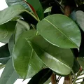 Ficus Elastica artificiels