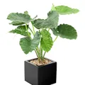 Alocasia artificiel