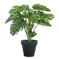 Montsera  artificiel
