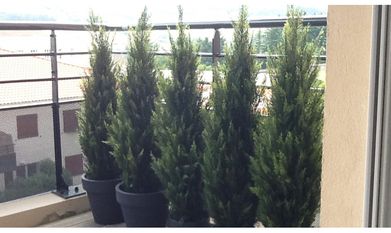 Quelles plantes artificielles pour une haie brise vue
